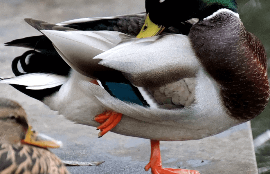 Why Do Ducks Stand On One Leg
