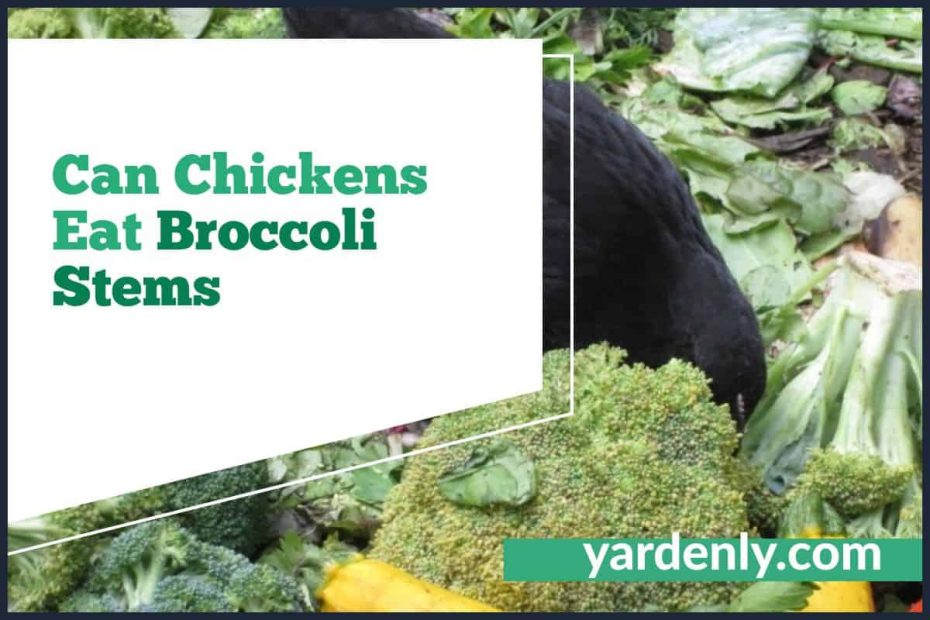Can Chickens Eat Broccoli Stems