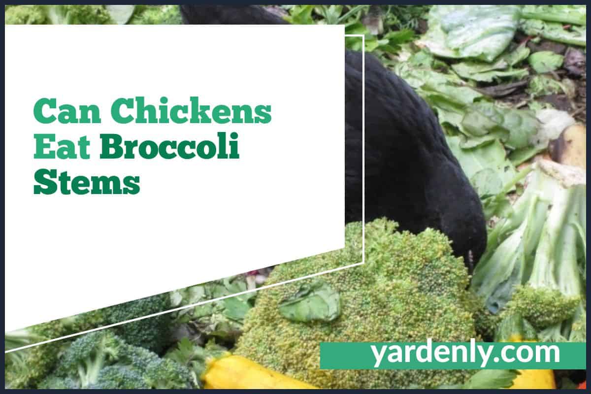 Can Chickens Eat Broccoli Stems