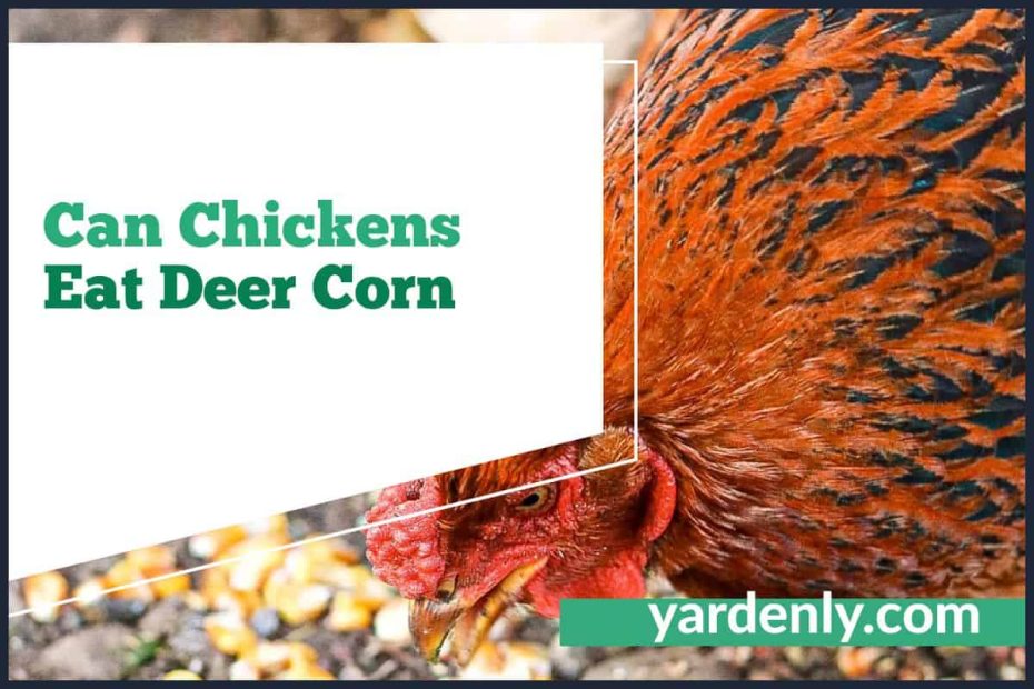 Can Chickens Eat Deer Corn