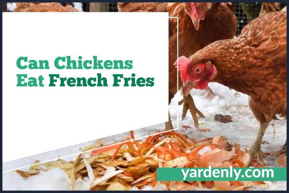 Can Chickens Eat French Fries