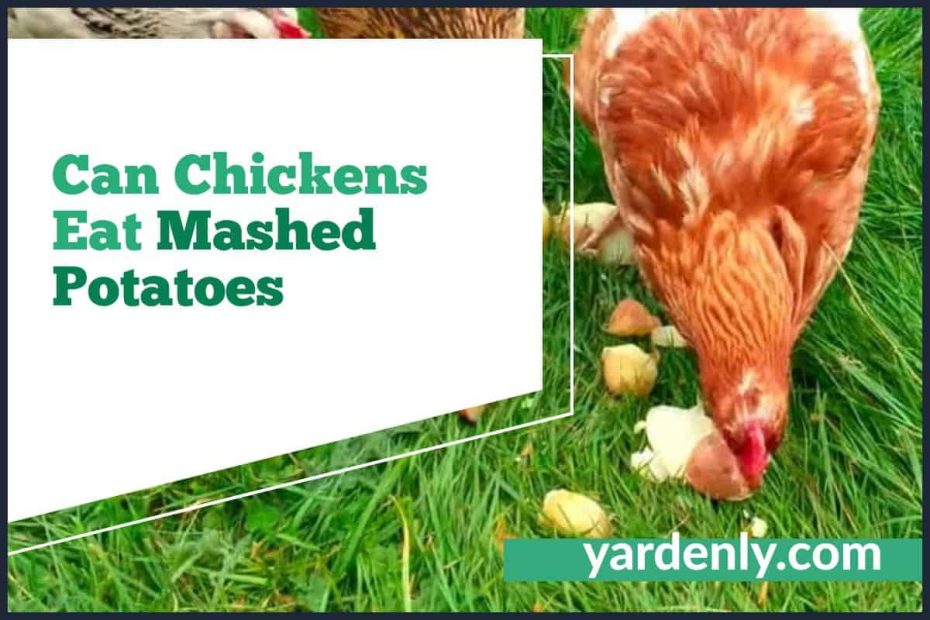 Can Chickens Eat Mashed Potatoes