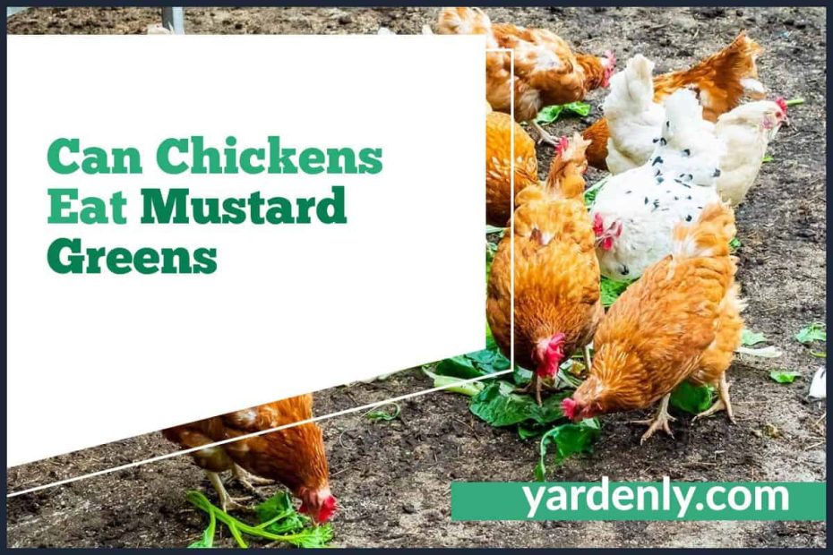Can Chickens Eat Mustard Greens
