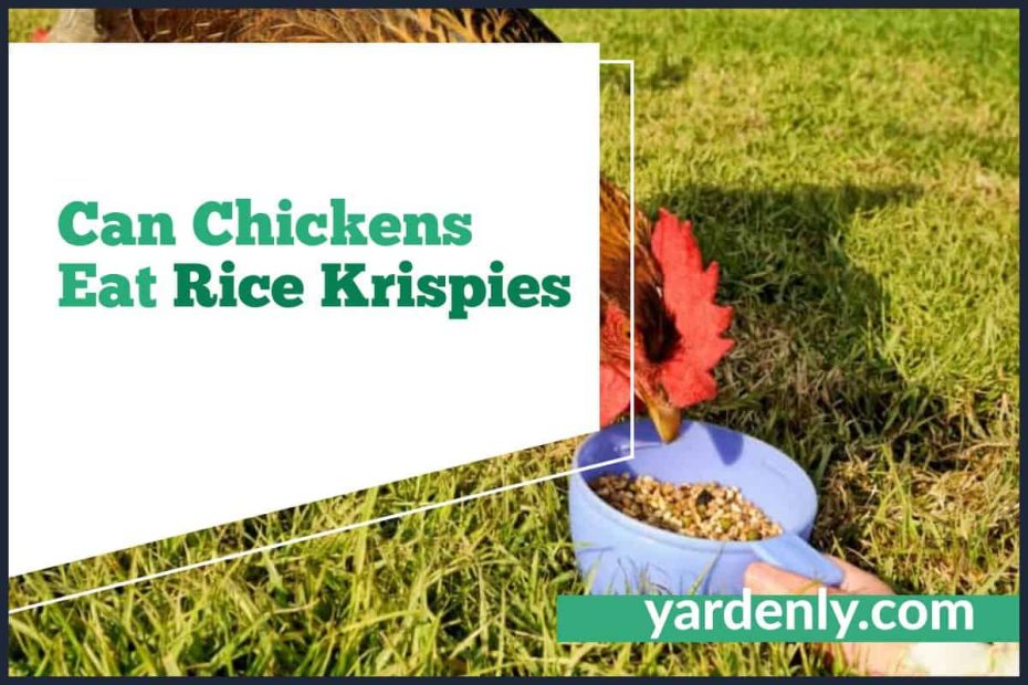 Can Chickens Eat Rice Krispies