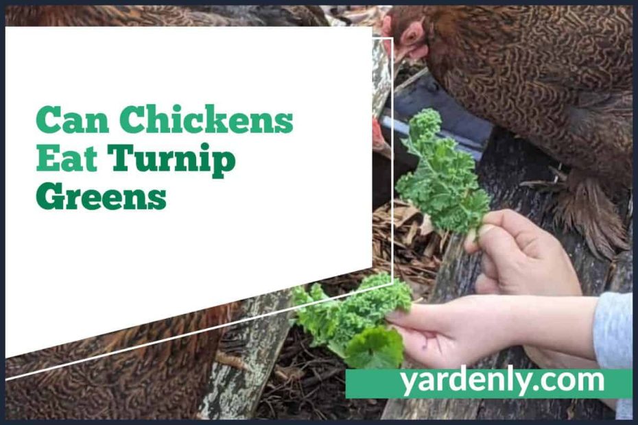 Can Chickens Eat Turnip Greens