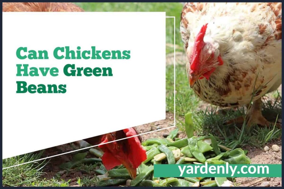 Can Chickens Have Green Beans