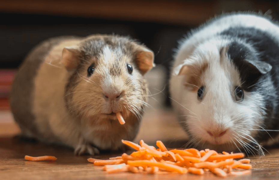 Can Guinea Pigs Eat Dog Food