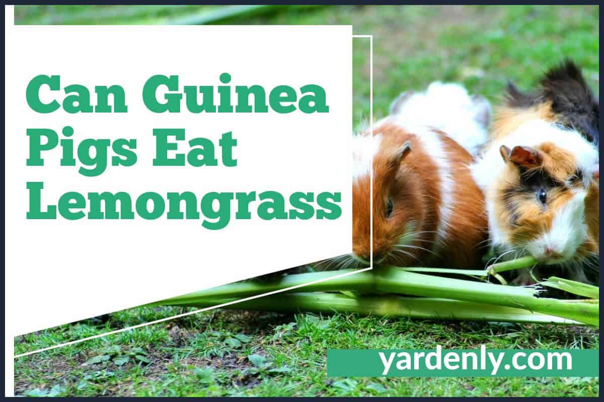 View of Can Guinea Pigs Eat Lemongrass