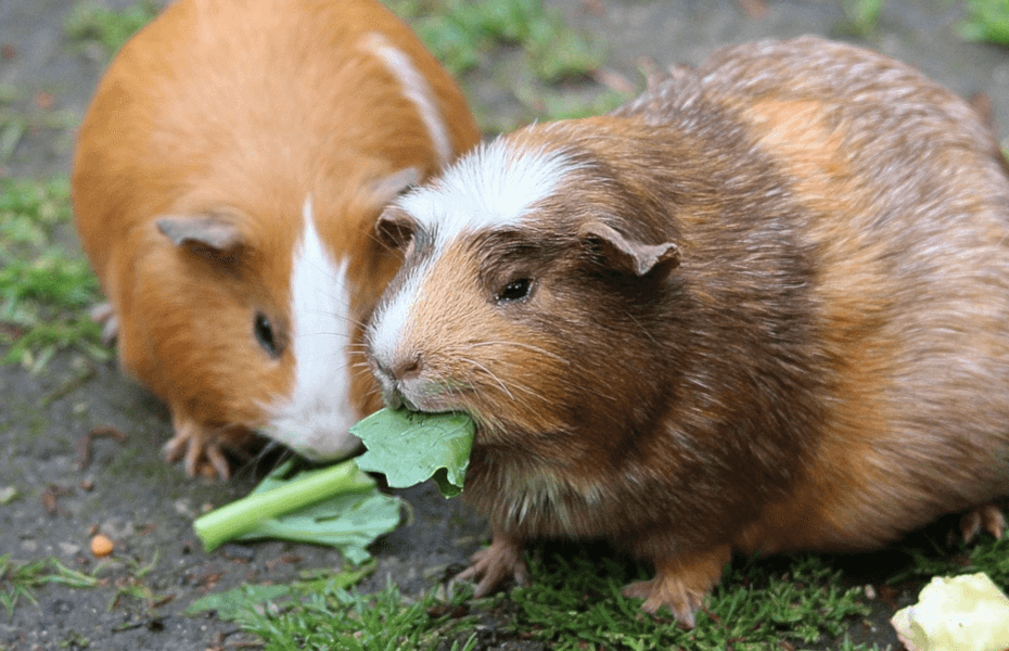 Can Guinea Pigs Eat Lemongrass