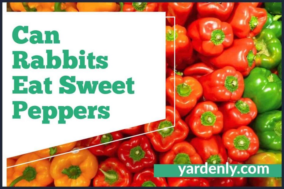 Can Rabbits Eat Sweet Peppers (1)
