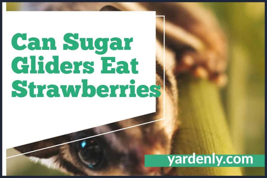 Can Sugar Gliders Eat Strawberries (1)