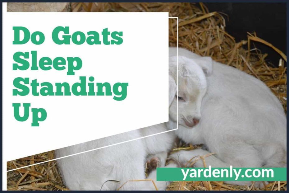 Do Goats Sleep Standing Up (1)