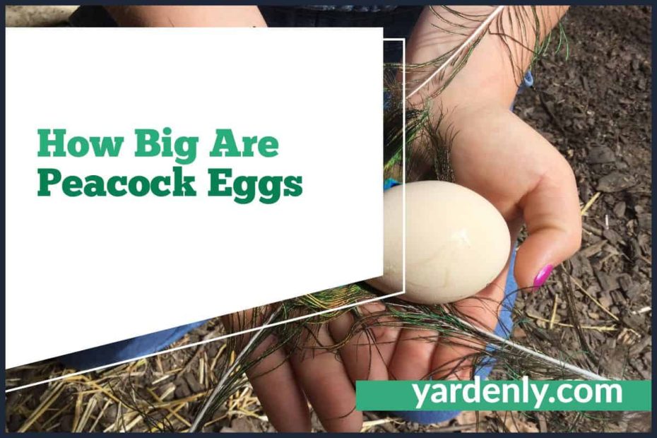 How Big Are Peacock Eggs