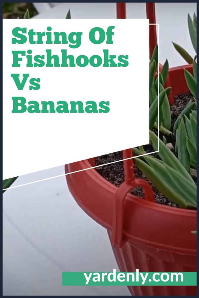 String Of Fishhooks Vs Bananas