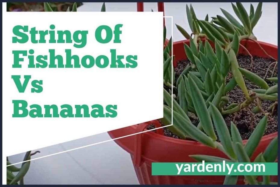 String Of Fishhooks Vs Bananas(1)