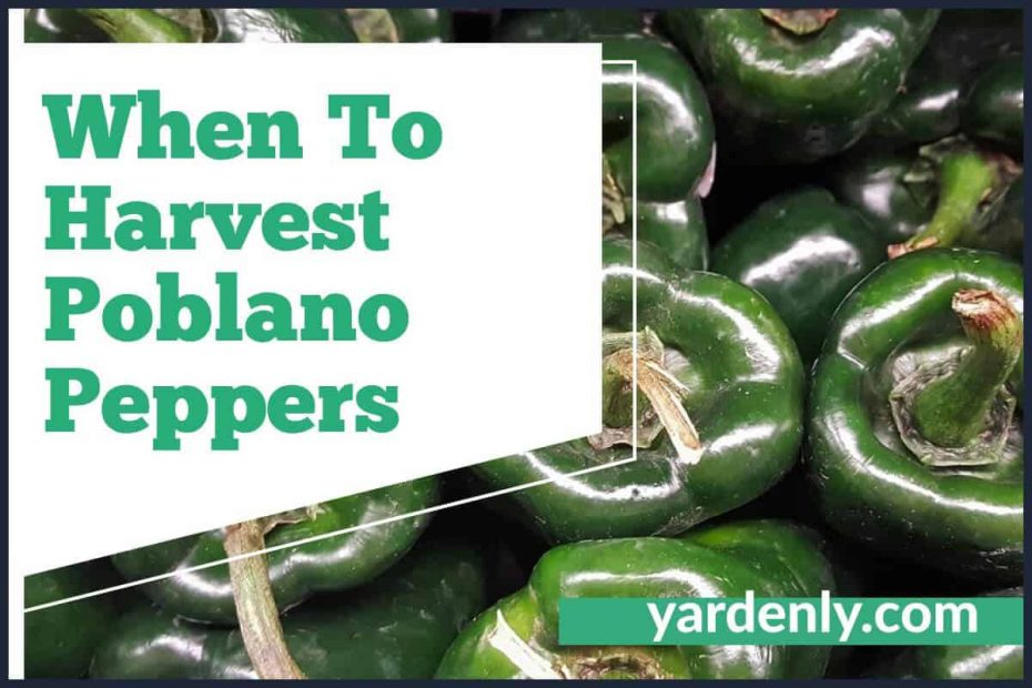 When To Harvest Poblano Peppers (1)