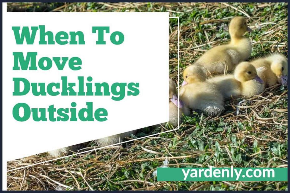 When To Move Ducklings Outside (1)
