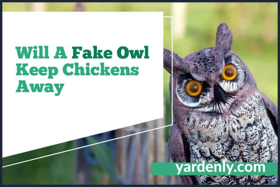 Will A Fake Owl Keep Chickens Away