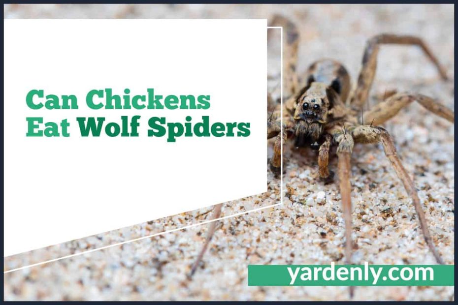 Can Chickens Eat Wolf Spiders