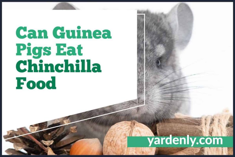 Can Guinea Pigs Eat Chinchilla Food