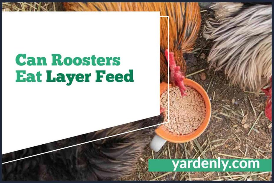 Can Roosters Eat Layer Feed