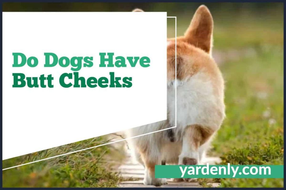Do Dogs Have Butt Cheeks