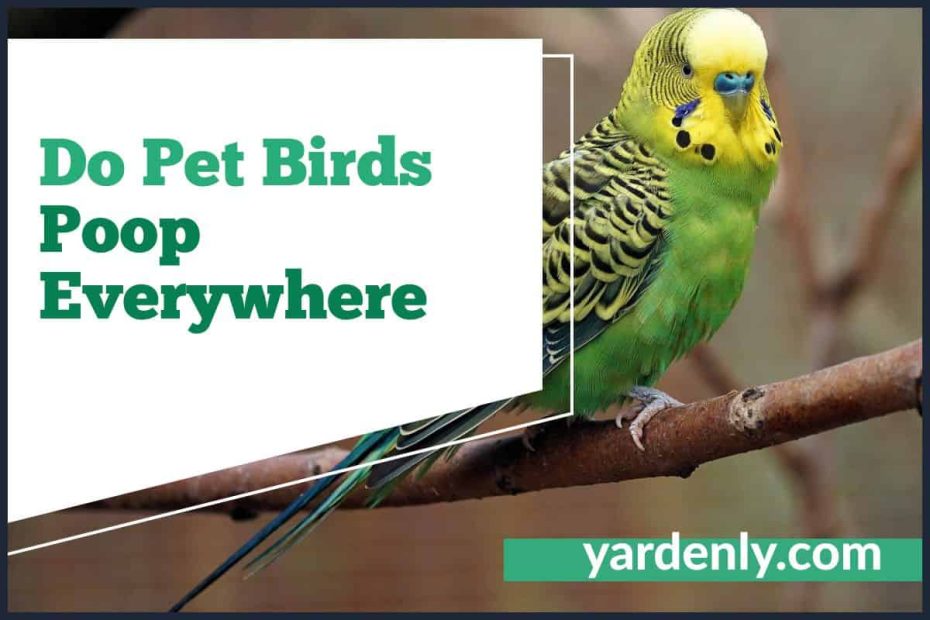 Do Pet Birds Poop Everywhere