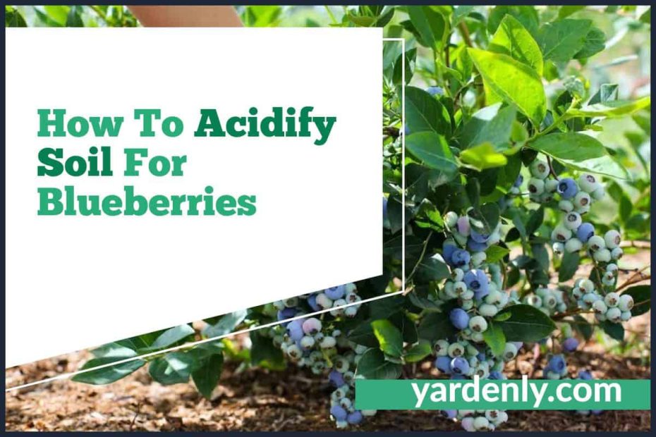 How To Acidify Soil For Blueberries