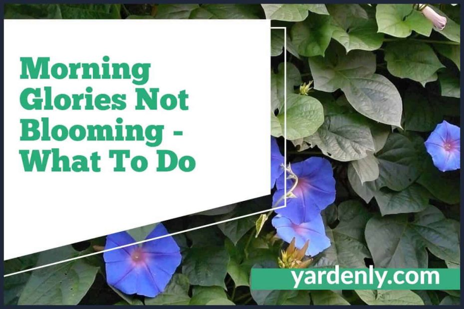 Morning Glories Not Blooming - What To Do