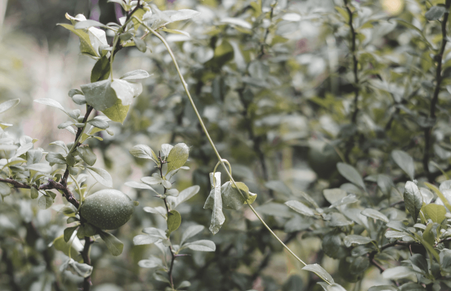 Pittosporum Silver Sheen Problems