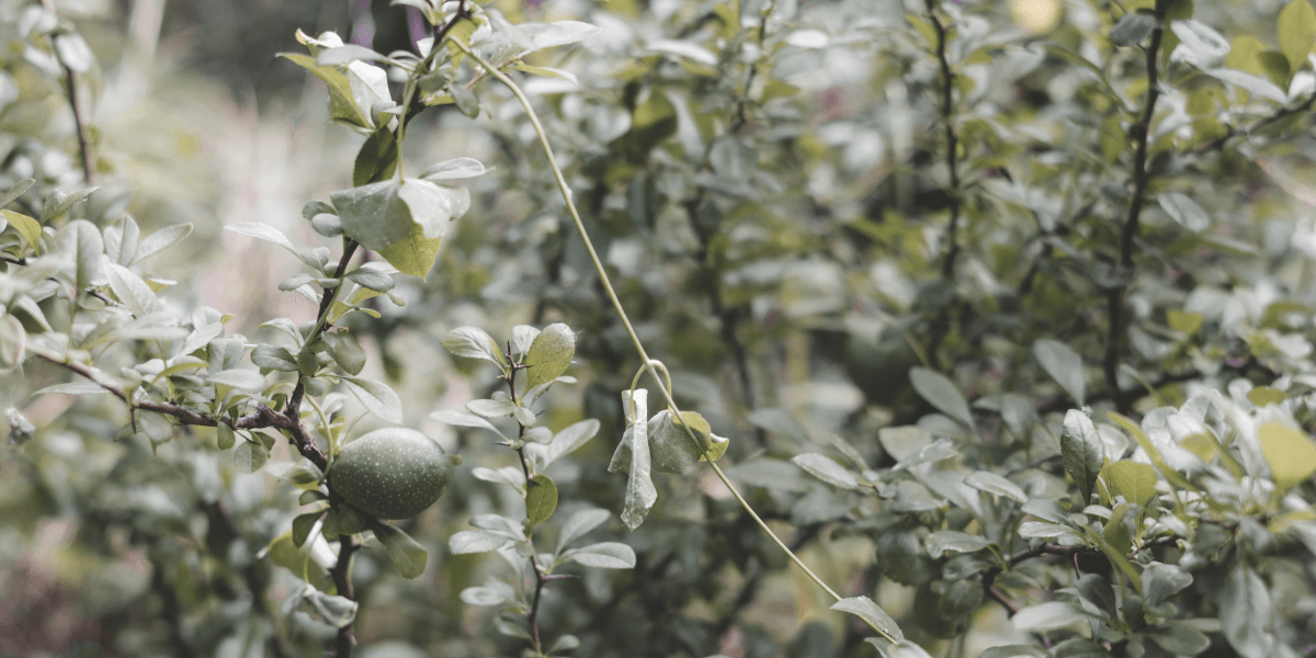 Pittosporum Silver Sheen Problems