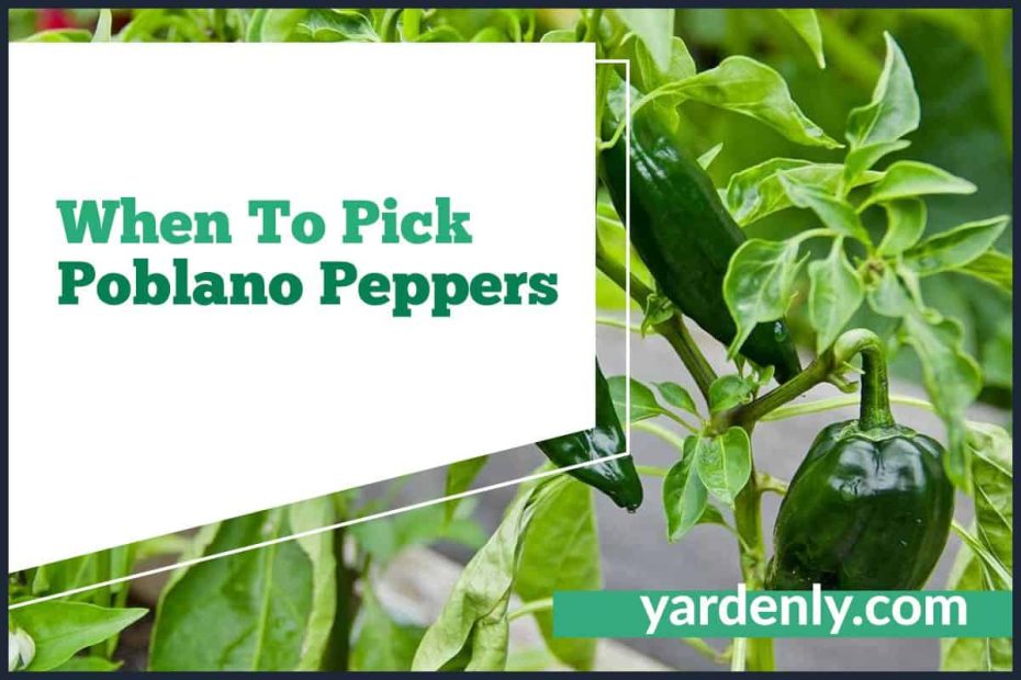 When To Pick Poblano Peppers