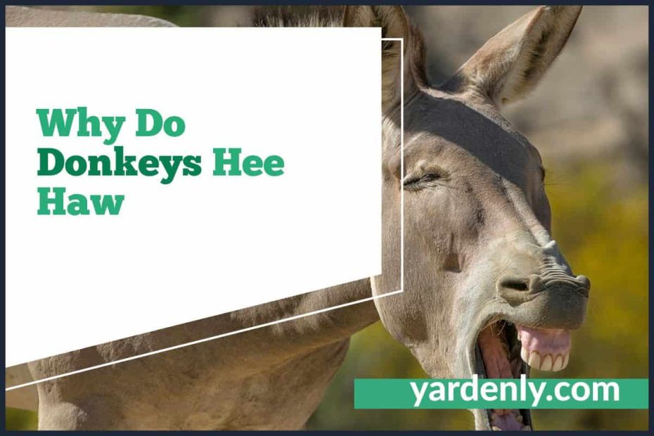 Why Do Donkeys Hee Haw