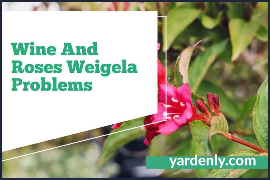 Wine And Roses Weigela Problems (1)