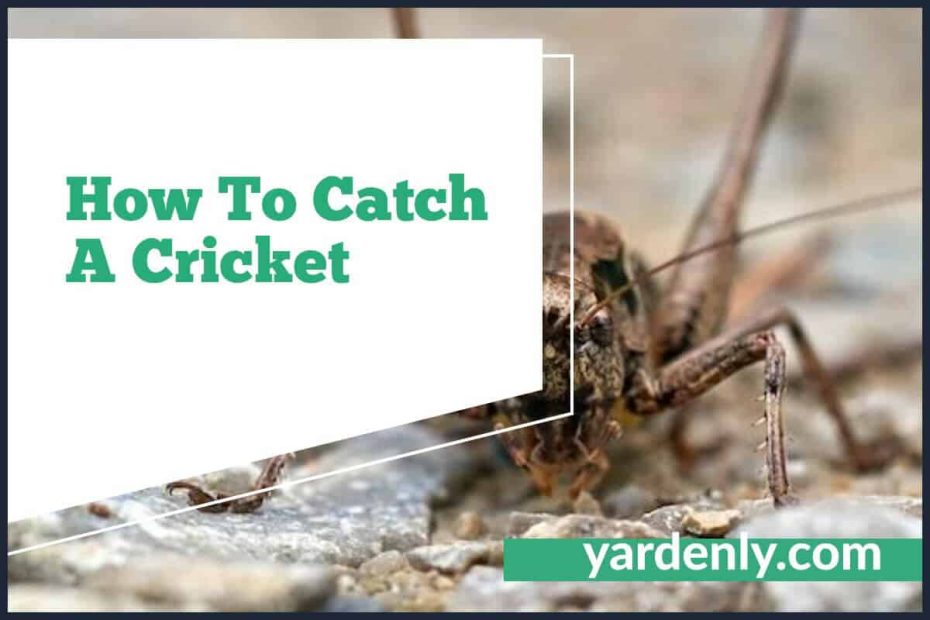 How To Catch A Cricket