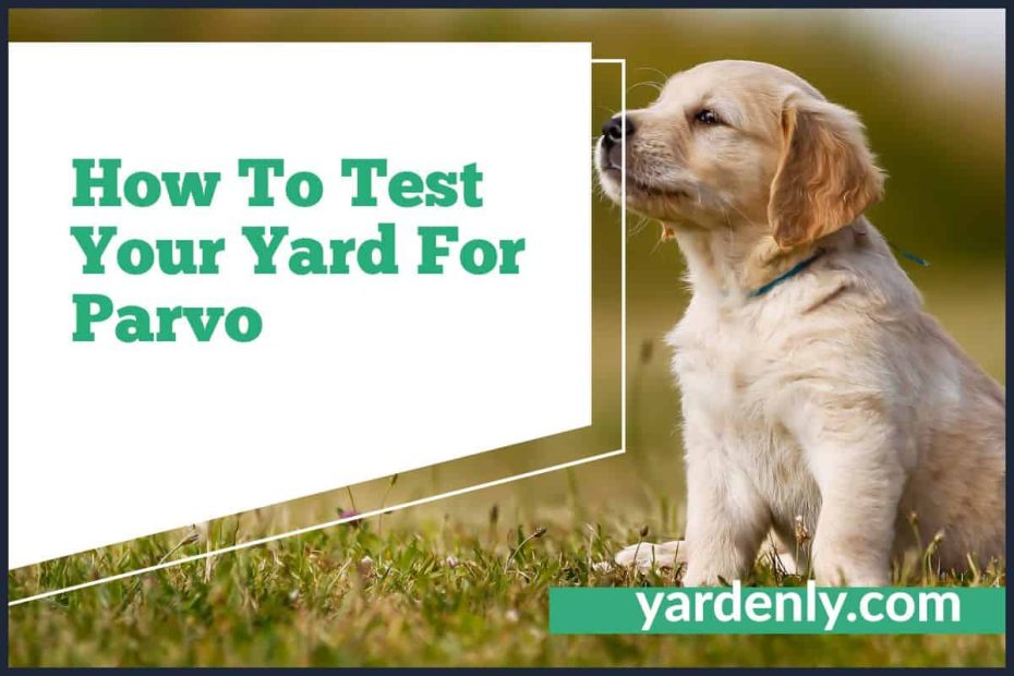 How To Test Your Yard For Parvo