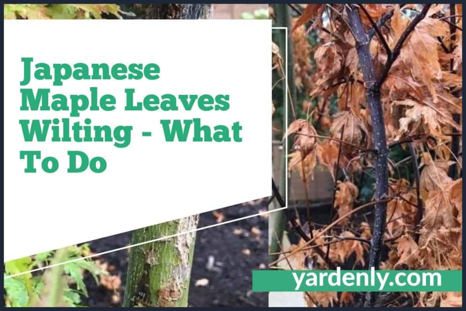 Japanese Maple Leaves Wilting - What To Do
