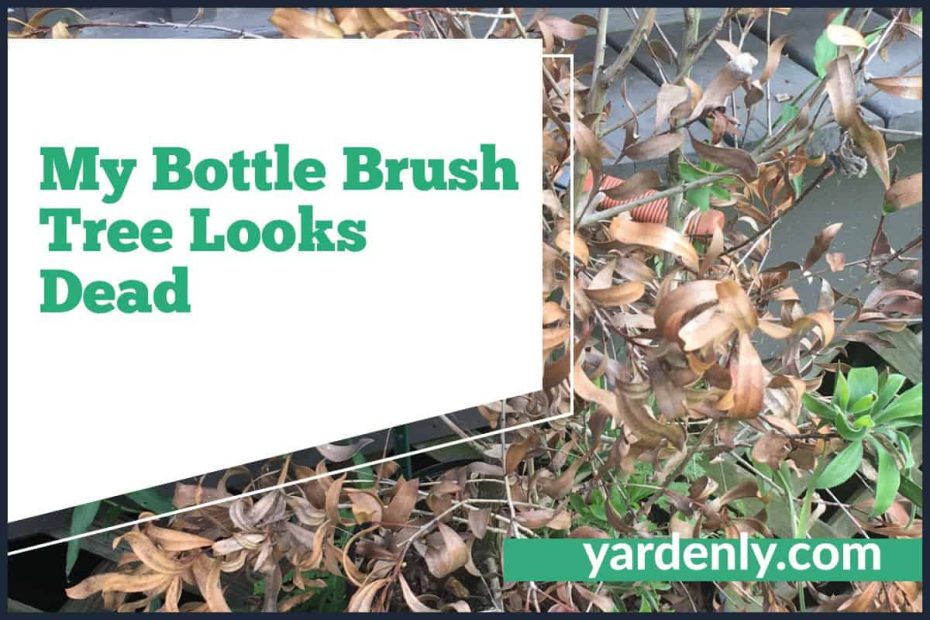 My Bottle Brush Tree Looks Dead