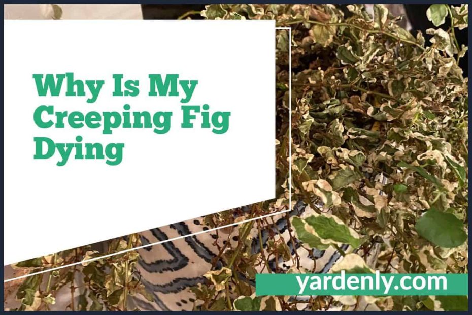 Why Is My Creeping Fig Dying