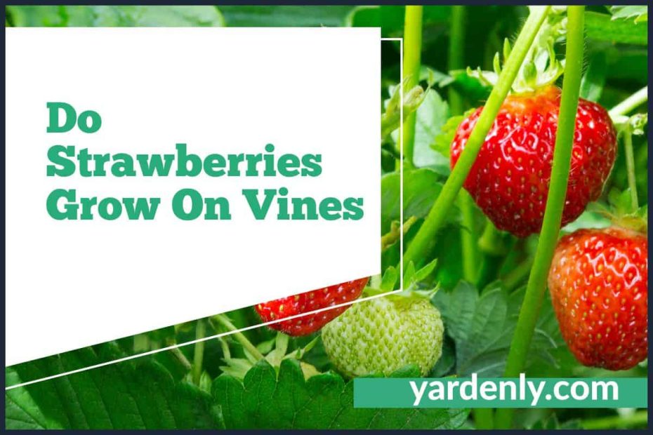 Do Strawberries Grow On Vines