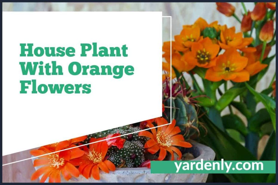House Plant With Orange Flowers