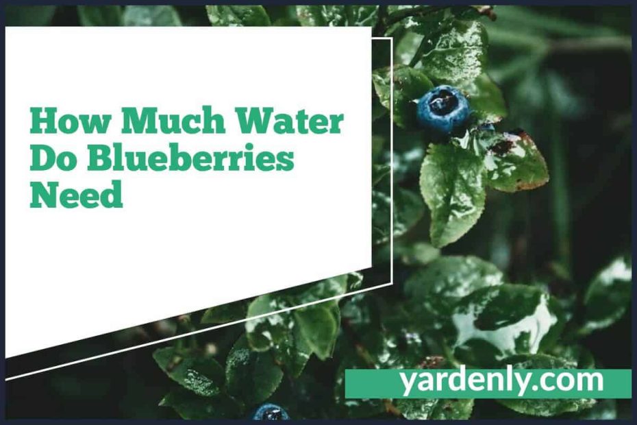 How Much Water Do Blueberries Need (1)