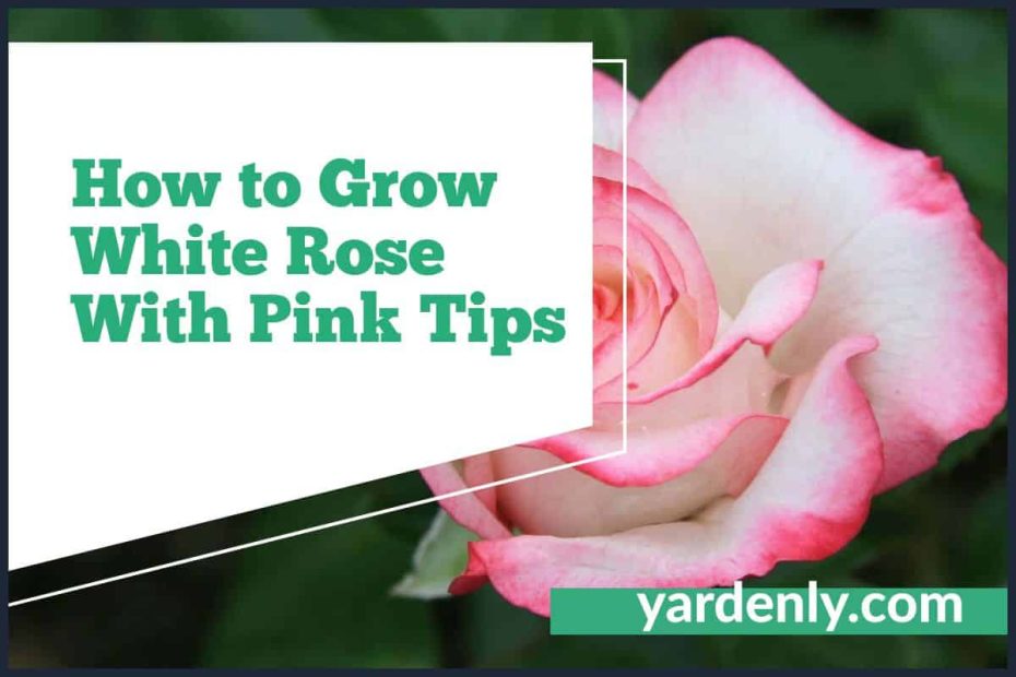 How to Grow White Rose With Pink Tips