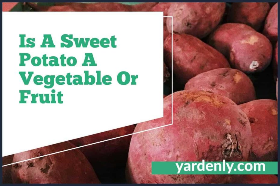 Is A Sweet Potato A Vegetable Or Fruit (1)