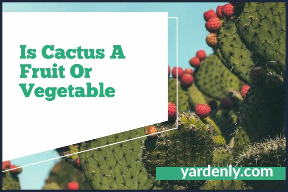 Is Cactus A Fruit Or Vegetable (1)