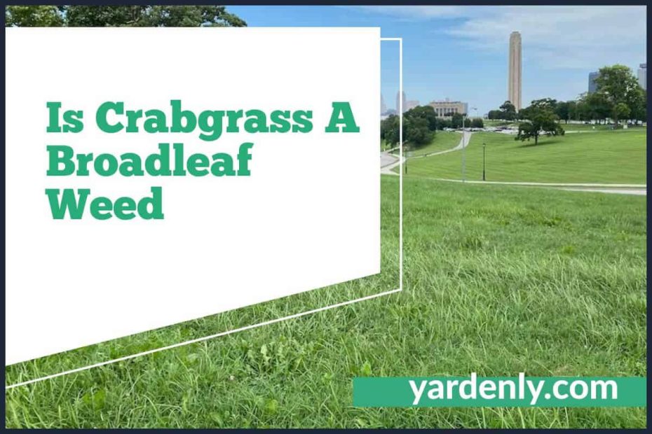 Is Crabgrass A Broadleaf Weed
