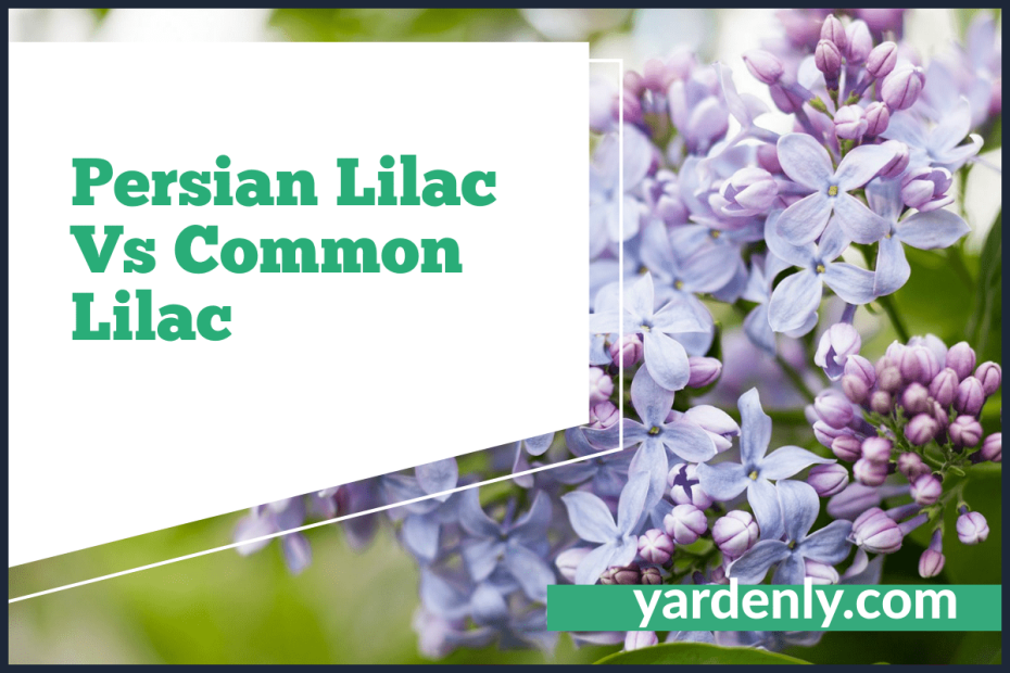 Persian Lilac Vs Common Lilac