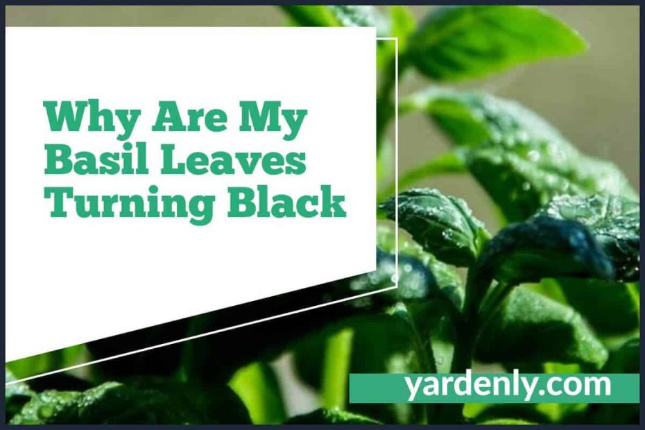 Why Are My Basil Leaves Turning Black (2)