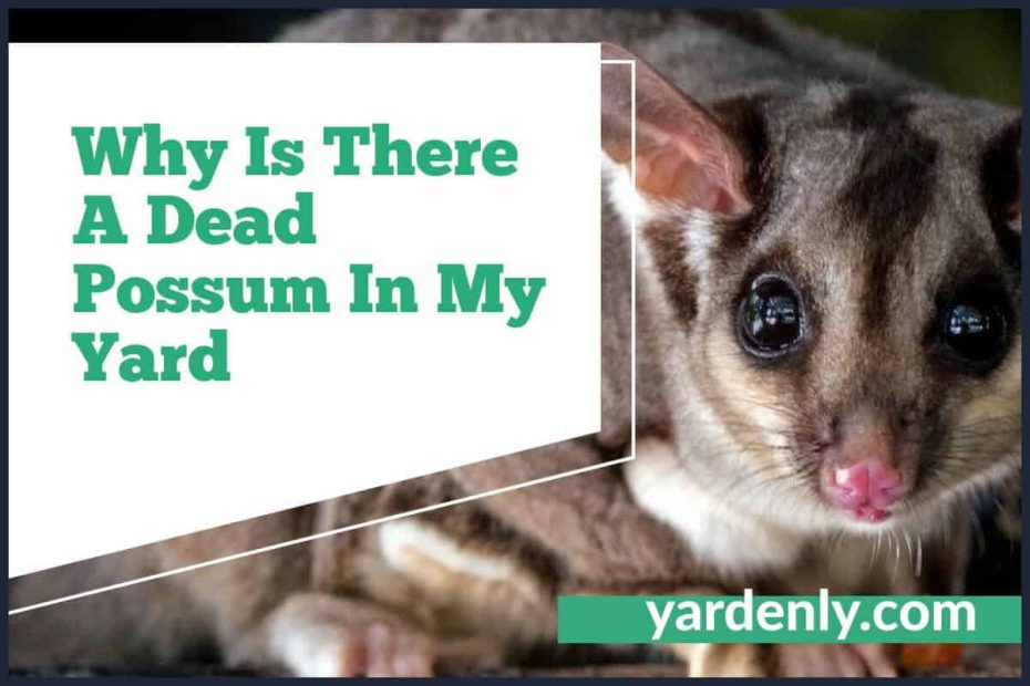 Why Is There A Dead Possum In My Yard