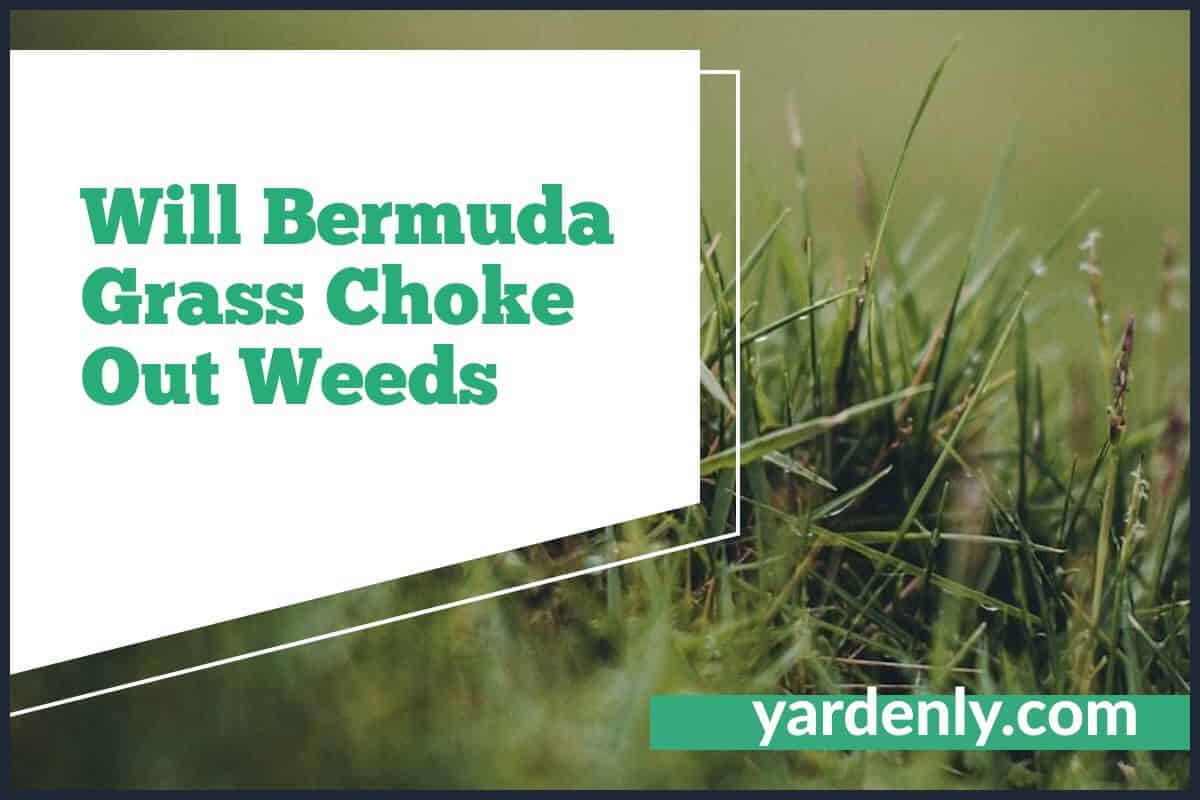 Will Bermuda Grass Choke Out Weeds